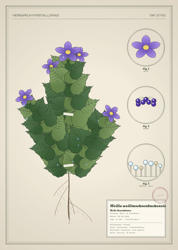 Botanische Tafel: Weilia weilimschoenbuchensis, eine erfundene Pflanze aus Weil im Schönbuch, gezeichnet wie in einem alten Pflanzenatlas