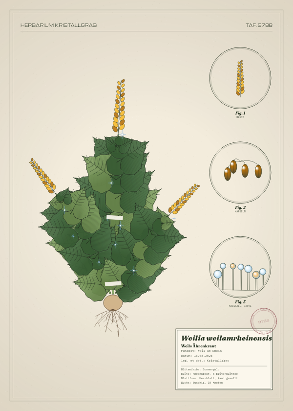 Botanische Tafel: Weilia weilamrheinensis, eine erfundene Pflanze aus Weil am Rhein, gezeichnet wie in einem alten Pflanzenatlas