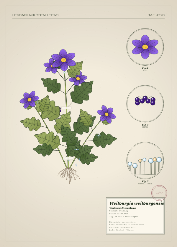Botanische Tafel: Weilburgia weilburgensis, eine erfundene Pflanze aus Weilburg, gezeichnet wie in einem alten Pflanzenatlas