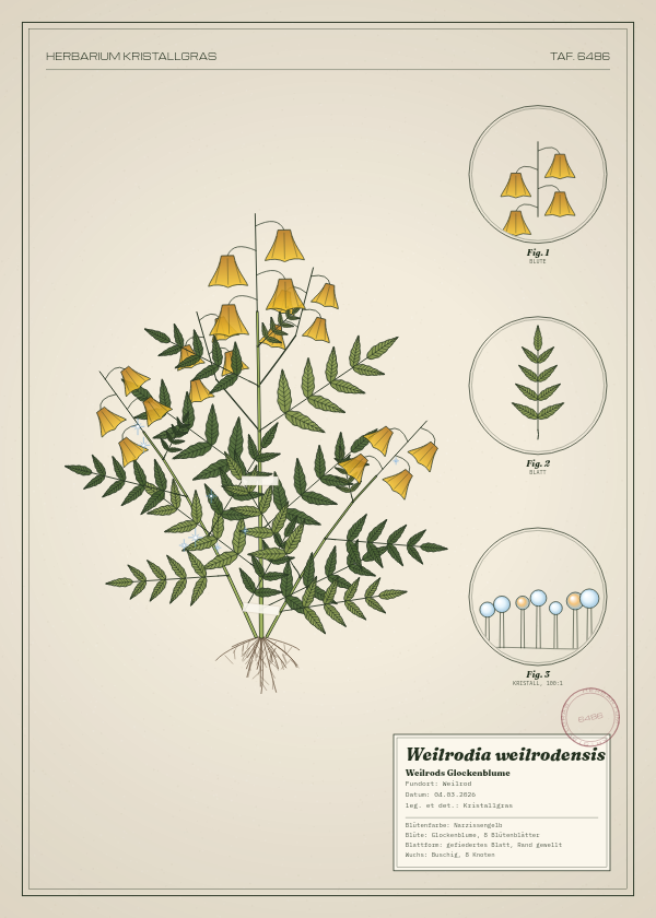 Botanische Tafel: Weilrodia weilrodensis, eine erfundene Pflanze aus Weilrod, gezeichnet wie in einem alten Pflanzenatlas