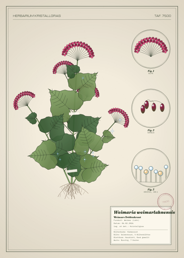 Botanische Tafel: Weimaria weimarlahnensis, eine erfundene Pflanze aus Weimar (Lahn), gezeichnet wie in einem alten Pflanzenatlas
