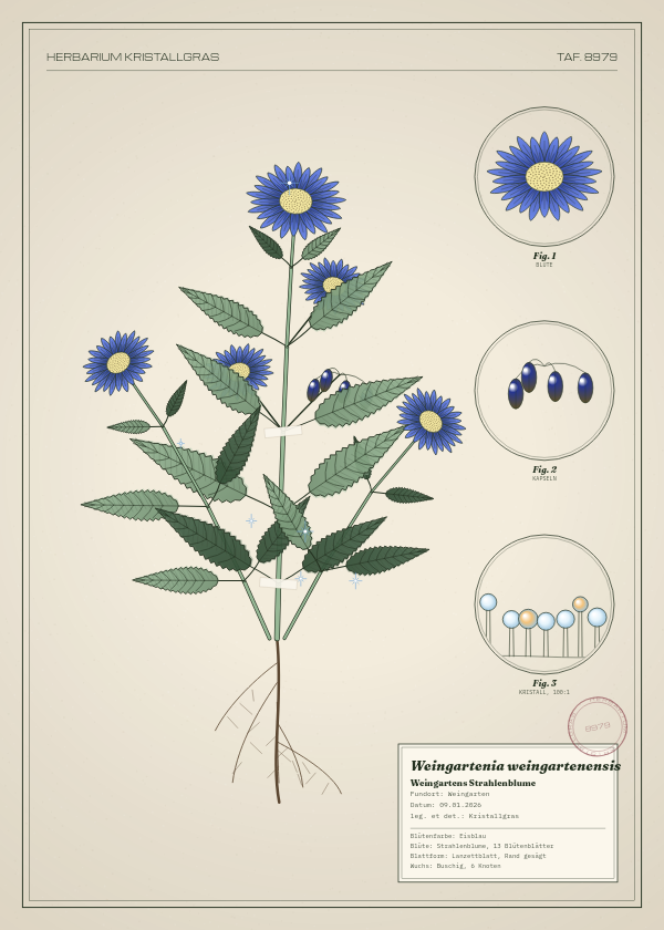 Botanische Tafel: Weingartenia weingartenensis, eine erfundene Pflanze aus Weingarten, gezeichnet wie in einem alten Pflanzenatlas