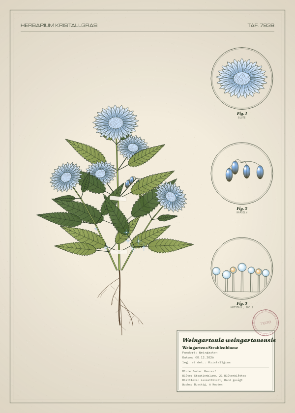 Botanische Tafel: Weingartenia weingartenensis, eine erfundene Pflanze aus Weingarten, gezeichnet wie in einem alten Pflanzenatlas