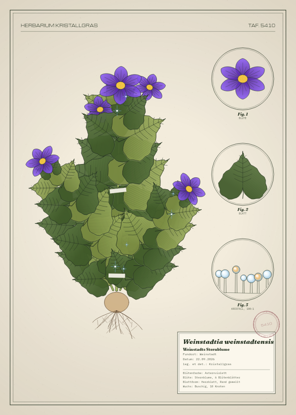 Botanische Tafel: Weinstadtia weinstadtensis, eine erfundene Pflanze aus Weinstadt, gezeichnet wie in einem alten Pflanzenatlas