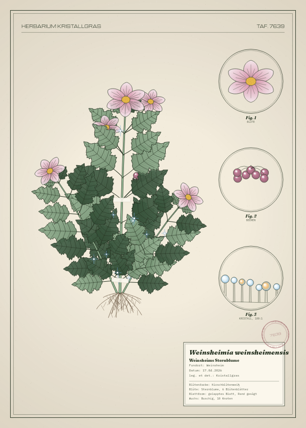 Botanische Tafel: Weinsheimia weinsheimensis, eine erfundene Pflanze aus Weinsheim, gezeichnet wie in einem alten Pflanzenatlas