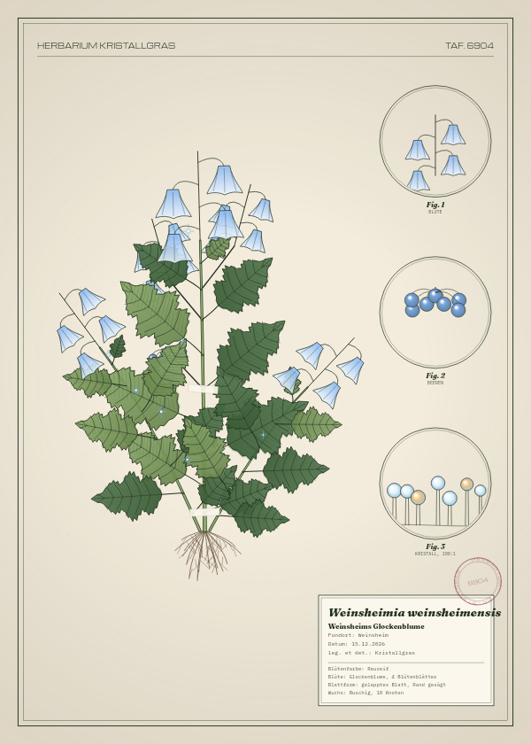 Botanische Tafel: Weinsheimia weinsheimensis, eine erfundene Pflanze aus Weinsheim, gezeichnet wie in einem alten Pflanzenatlas