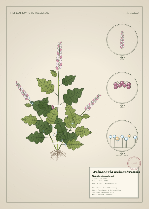 Botanische Tafel: Weinaehria weinaehrensis, eine erfundene Pflanze aus Weinähr, gezeichnet wie in einem alten Pflanzenatlas