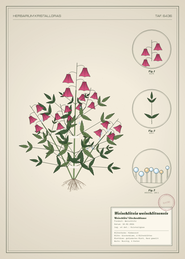 Botanische Tafel: Weischlitzia weischlitzensis, eine erfundene Pflanze aus Weischlitz, gezeichnet wie in einem alten Pflanzenatlas