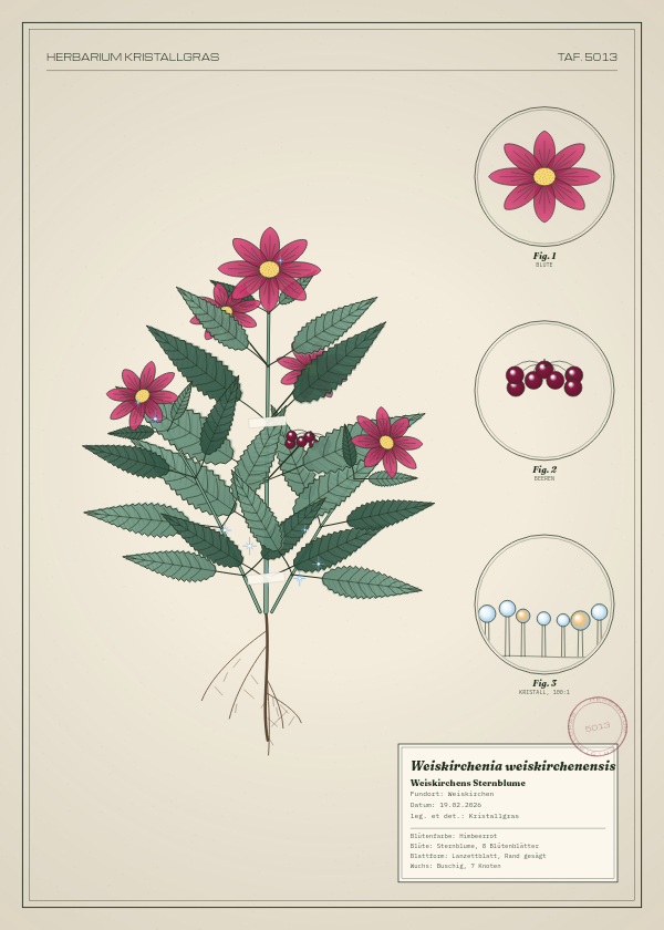 Botanische Tafel: Weiskirchenia weiskirchenensis, eine erfundene Pflanze aus Weiskirchen, gezeichnet wie in einem alten Pflanzenatlas