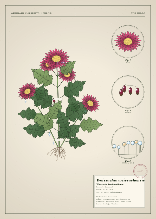 Botanische Tafel: Weissachia weissachensis, eine erfundene Pflanze aus Weissach, gezeichnet wie in einem alten Pflanzenatlas