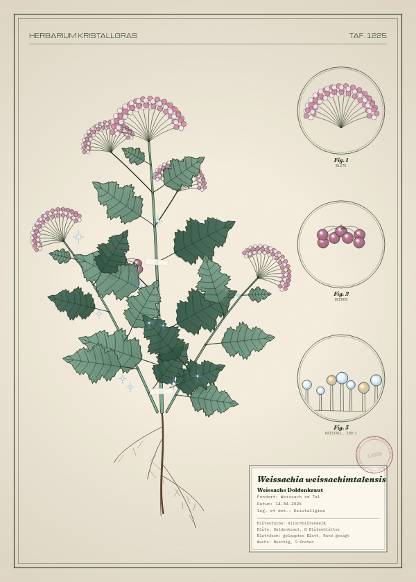 Botanische Tafel: Weissachia weissachimtalensis, eine erfundene Pflanze aus Weissach im Tal, gezeichnet wie in einem alten Pflanzenatlas