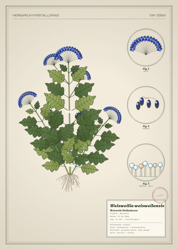 Botanische Tafel: Weisweilia weisweilensis, eine erfundene Pflanze aus Weisweil, gezeichnet wie in einem alten Pflanzenatlas