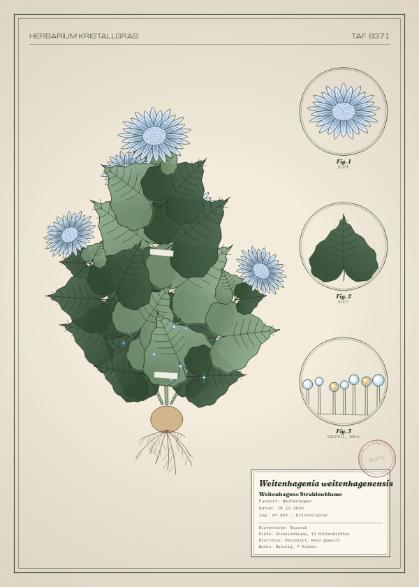 Botanische Tafel: Weitenhagenia weitenhagenensis, eine erfundene Pflanze aus Weitenhagen, gezeichnet wie in einem alten Pflanzenatlas
