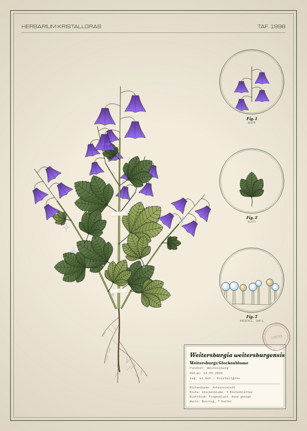 Botanische Tafel: Weitersburgia weitersburgensis, eine erfundene Pflanze aus Weitersburg, gezeichnet wie in einem alten Pflanzenatlas
