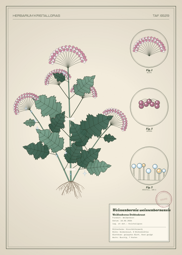 Botanische Tafel: Weissenbornia weissenbornensis, eine erfundene Pflanze aus Weißenborn, gezeichnet wie in einem alten Pflanzenatlas