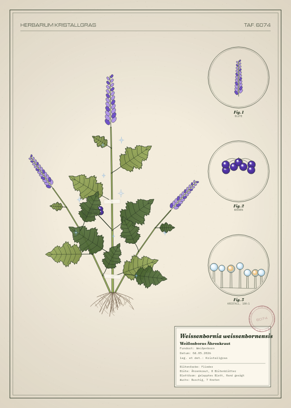 Botanische Tafel: Weissenbornia weissenbornensis, eine erfundene Pflanze aus Weißenborn, gezeichnet wie in einem alten Pflanzenatlas