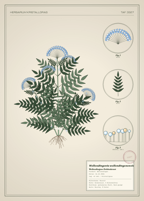 Botanische Tafel: Wellendingenia wellendingenensis, eine erfundene Pflanze aus Wellendingen, gezeichnet wie in einem alten Pflanzenatlas