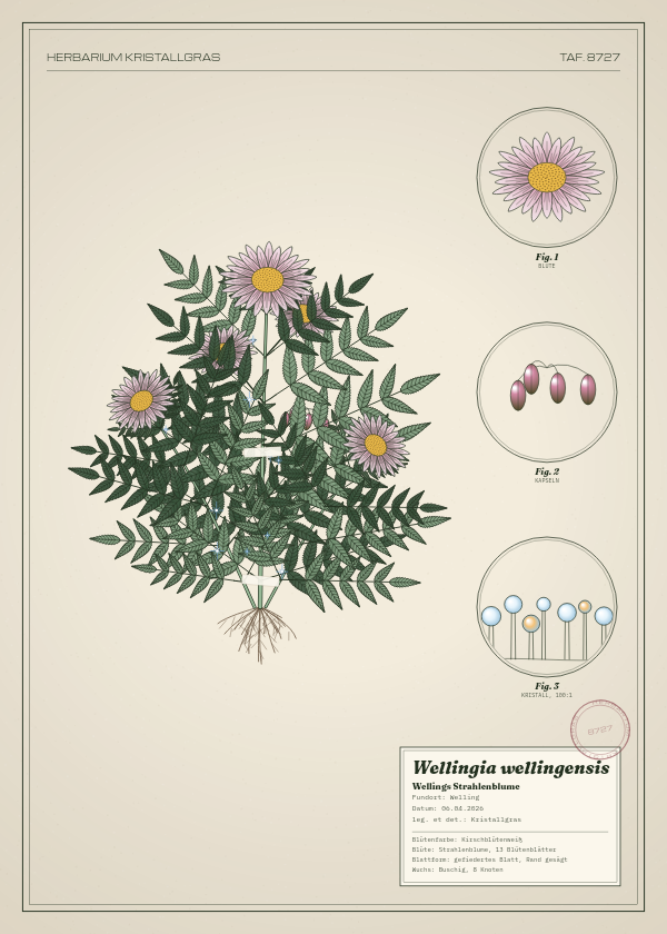 Botanische Tafel: Wellingia wellingensis, eine erfundene Pflanze aus Welling, gezeichnet wie in einem alten Pflanzenatlas