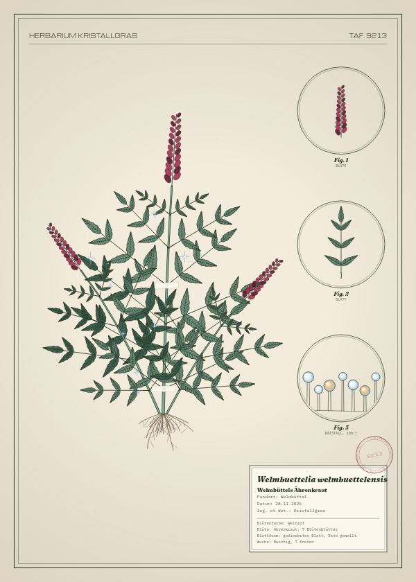 Botanische Tafel: Welmbuettelia welmbuettelensis, eine erfundene Pflanze aus Welmbüttel, gezeichnet wie in einem alten Pflanzenatlas
