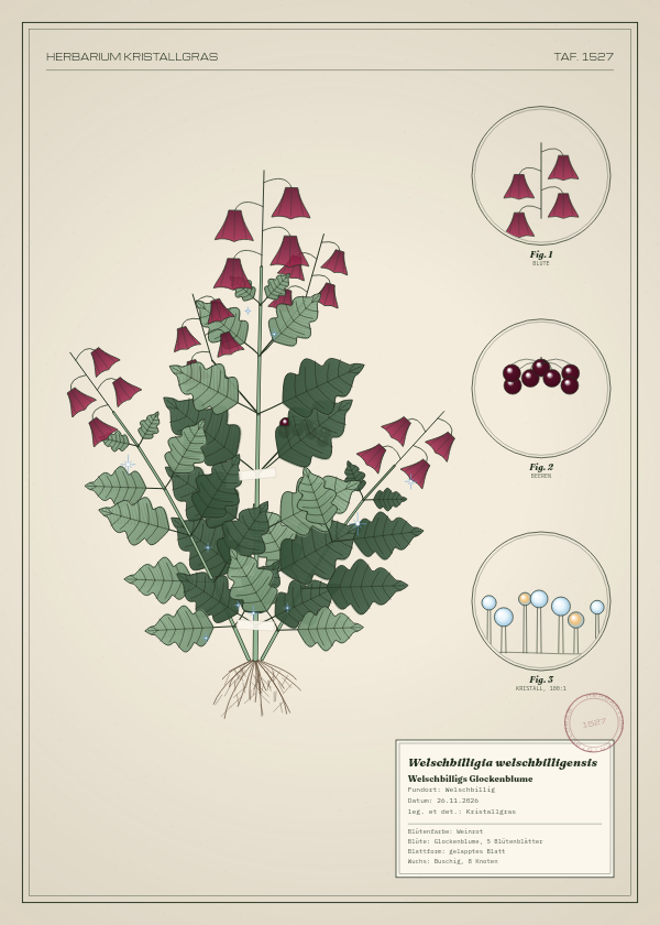 Botanische Tafel: Welschbilligia welschbilligensis, eine erfundene Pflanze aus Welschbillig, gezeichnet wie in einem alten Pflanzenatlas