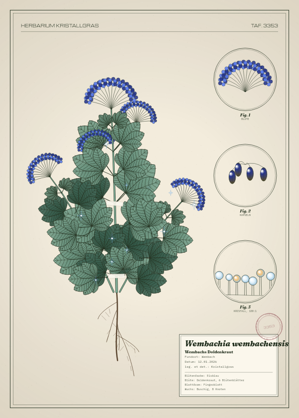 Botanische Tafel: Wembachia wembachensis, eine erfundene Pflanze aus Wembach, gezeichnet wie in einem alten Pflanzenatlas