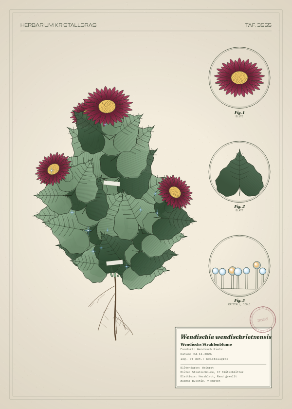 Botanische Tafel: Wendischia wendischrietzensis, eine erfundene Pflanze aus Wendisch Rietz, gezeichnet wie in einem alten Pflanzenatlas