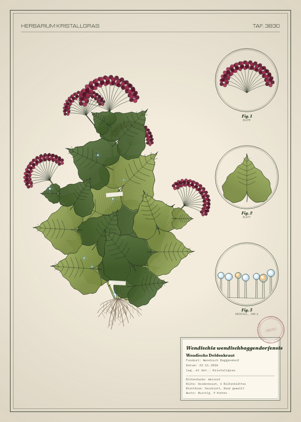 Botanische Tafel: Wendischia wendischbaggendorfensis, eine erfundene Pflanze aus Wendisch Baggendorf, gezeichnet wie in einem alten Pflanzenatlas