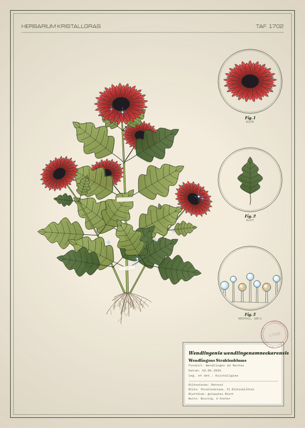 Botanische Tafel: Wendlingenia wendlingenamneckarensis, eine erfundene Pflanze aus Wendlingen am Neckar, gezeichnet wie in einem alten Pflanzenatlas