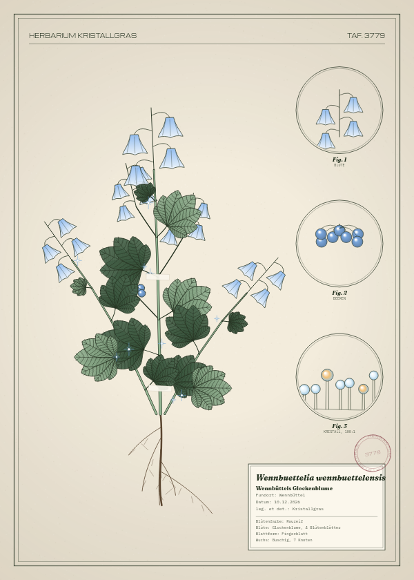 Botanische Tafel: Wennbuettelia wennbuettelensis, eine erfundene Pflanze aus Wennbüttel, gezeichnet wie in einem alten Pflanzenatlas