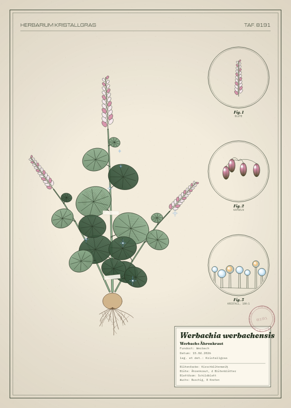 Botanische Tafel: Werbachia werbachensis, eine erfundene Pflanze aus Werbach, gezeichnet wie in einem alten Pflanzenatlas