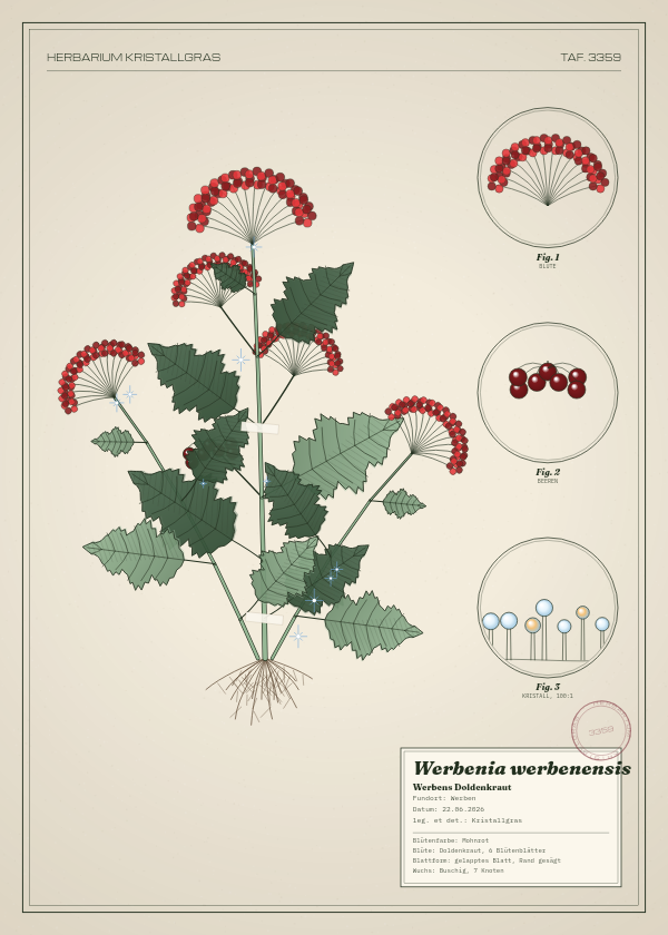 Botanische Tafel: Werbenia werbenensis, eine erfundene Pflanze aus Werben, gezeichnet wie in einem alten Pflanzenatlas