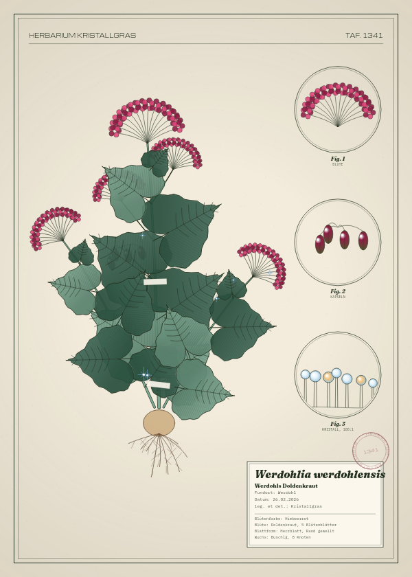 Botanische Tafel: Werdohlia werdohlensis, eine erfundene Pflanze aus Werdohl, gezeichnet wie in einem alten Pflanzenatlas