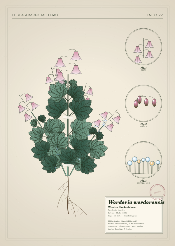Botanische Tafel: Werderia werderensis, eine erfundene Pflanze aus Werder, gezeichnet wie in einem alten Pflanzenatlas