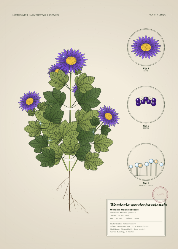 Botanische Tafel: Werderia werderhavelensis, eine erfundene Pflanze aus Werder (Havel), gezeichnet wie in einem alten Pflanzenatlas