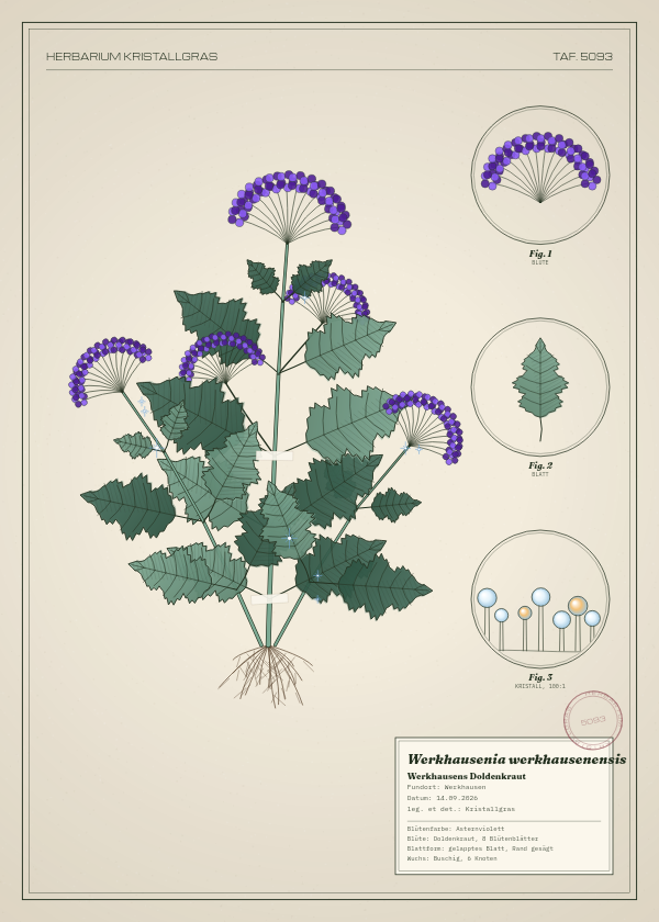 Botanische Tafel: Werkhausenia werkhausenensis, eine erfundene Pflanze aus Werkhausen, gezeichnet wie in einem alten Pflanzenatlas