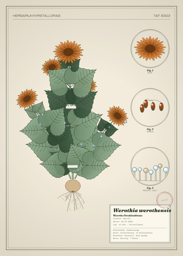 Botanische Tafel: Werothia werothensis, eine erfundene Pflanze aus Weroth, gezeichnet wie in einem alten Pflanzenatlas