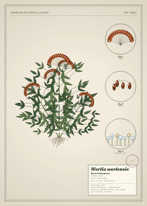 Botanische Tafel: Werlia werlensis, eine erfundene Pflanze aus Werl, gezeichnet wie in einem alten Pflanzenatlas