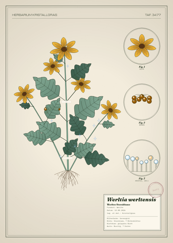 Botanische Tafel: Werltia werltensis, eine erfundene Pflanze aus Werlte, gezeichnet wie in einem alten Pflanzenatlas