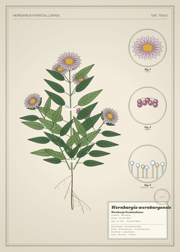 Botanische Tafel: Wernburgia wernburgensis, eine erfundene Pflanze aus Wernburg, gezeichnet wie in einem alten Pflanzenatlas