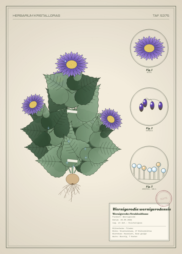 Botanische Tafel: Wernigerodia wernigerodensis, eine erfundene Pflanze aus Wernigerode, gezeichnet wie in einem alten Pflanzenatlas