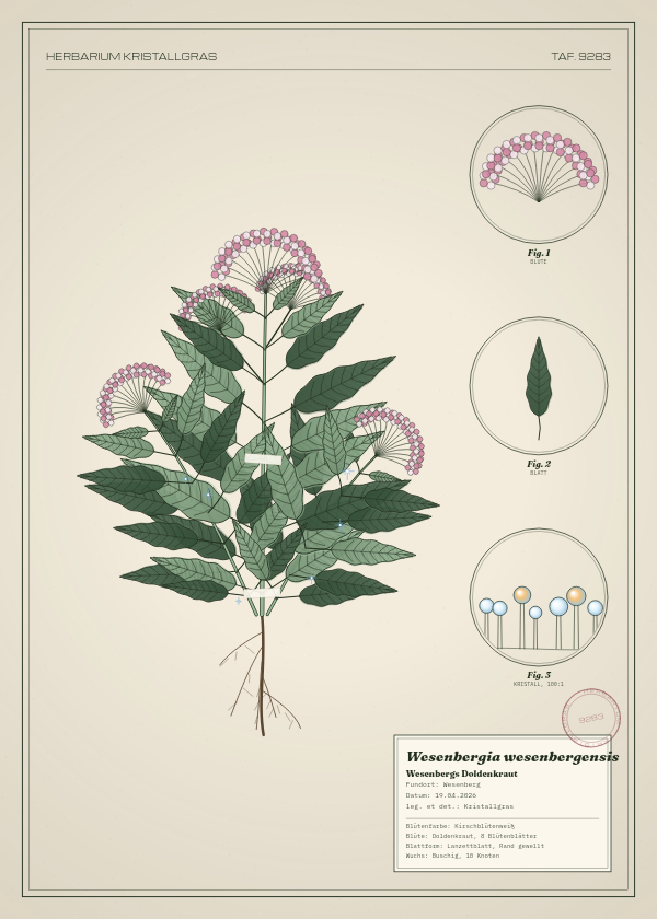 Botanische Tafel: Wesenbergia wesenbergensis, eine erfundene Pflanze aus Wesenberg, gezeichnet wie in einem alten Pflanzenatlas