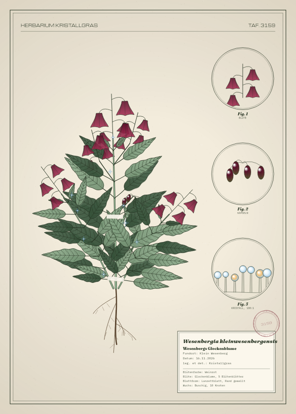 Botanische Tafel: Wesenbergia kleinwesenbergensis, eine erfundene Pflanze aus Klein Wesenberg, gezeichnet wie in einem alten Pflanzenatlas
