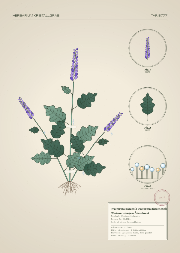 Botanische Tafel: Westoverledingenia westoverledingenensis, eine erfundene Pflanze aus Westoverledingen, gezeichnet wie in einem alten Pflanzenatlas