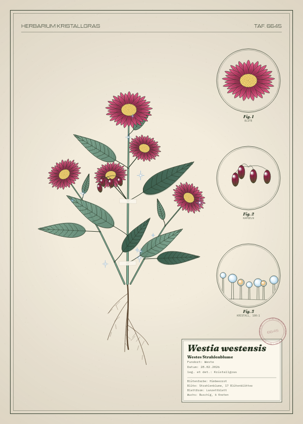 Botanische Tafel: Westia westensis, eine erfundene Pflanze aus Weste, gezeichnet wie in einem alten Pflanzenatlas