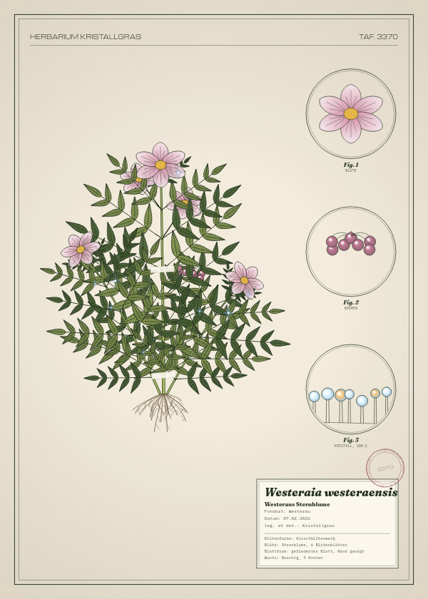 Botanische Tafel: Westeraia westeraensis, eine erfundene Pflanze aus Westerau, gezeichnet wie in einem alten Pflanzenatlas