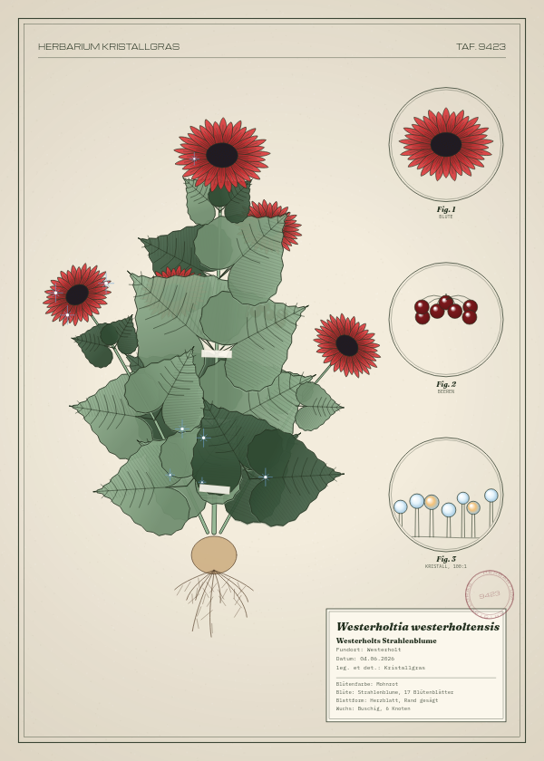 Botanische Tafel: Westerholtia westerholtensis, eine erfundene Pflanze aus Westerholt, gezeichnet wie in einem alten Pflanzenatlas