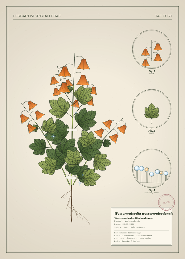 Botanische Tafel: Westerwalsedia westerwalsedensis, eine erfundene Pflanze aus Westerwalsede, gezeichnet wie in einem alten Pflanzenatlas