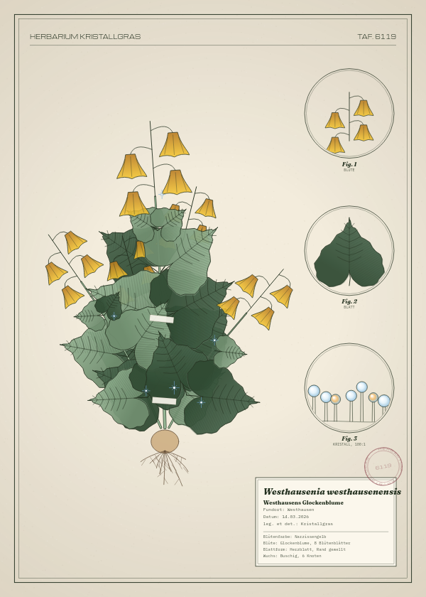 Botanische Tafel: Westhausenia westhausenensis, eine erfundene Pflanze aus Westhausen, gezeichnet wie in einem alten Pflanzenatlas