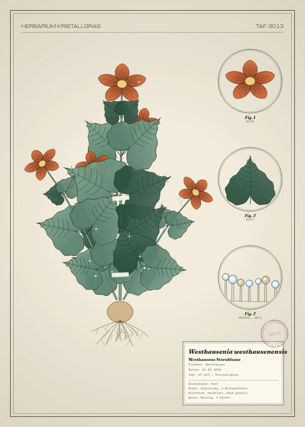 Botanische Tafel: Westhausenia westhausenensis, eine erfundene Pflanze aus Westhausen, gezeichnet wie in einem alten Pflanzenatlas