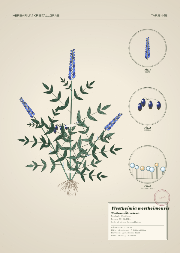 Botanische Tafel: Westheimia westheimensis, eine erfundene Pflanze aus Westheim, gezeichnet wie in einem alten Pflanzenatlas